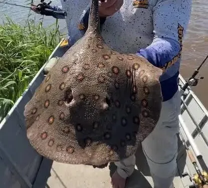 Raya de Río