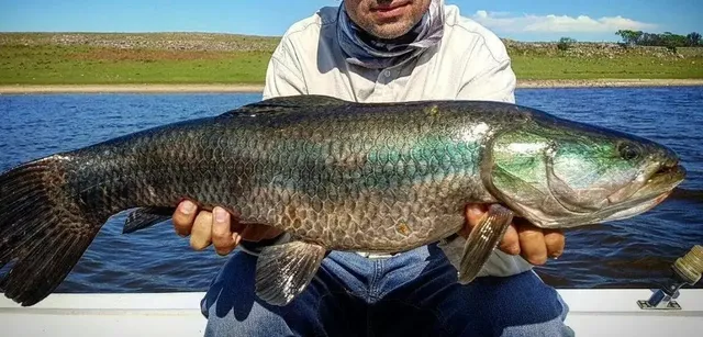 Tararira Azul (Tornasol)