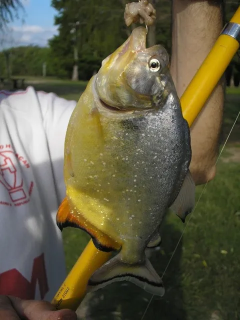 Palometa Amarilla