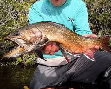 Trucha Fontinalis