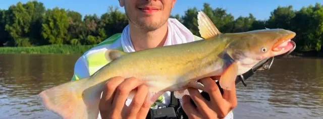 Manduví