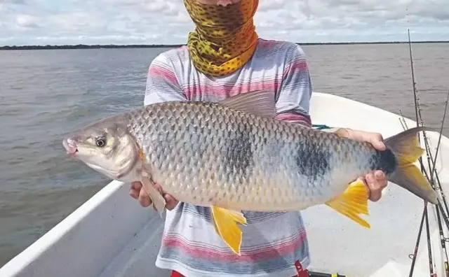 Boga